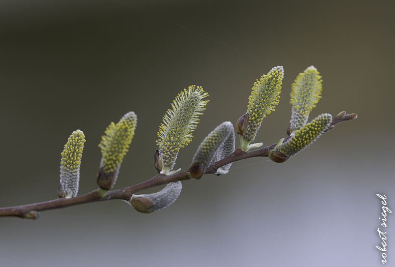 emily renzel wetlands 2026